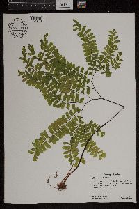 Adiantum pedatum image