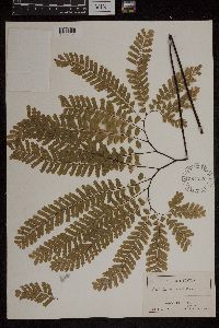 Adiantum pedatum image