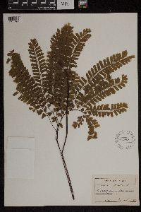 Adiantum pedatum image
