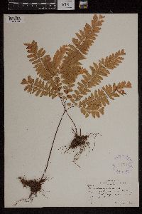 Adiantum pedatum image