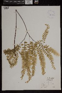 Adiantum pedatum image