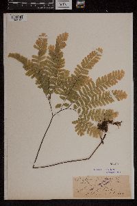 Adiantum pedatum image