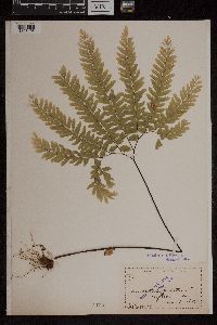 Adiantum pedatum image