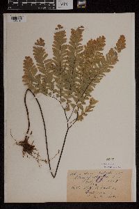 Adiantum pedatum image