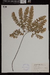 Adiantum pedatum image