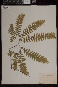 Adiantum pedatum image