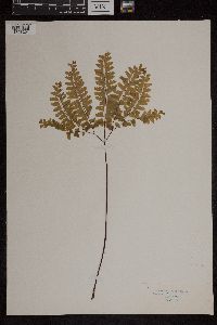 Adiantum pedatum image