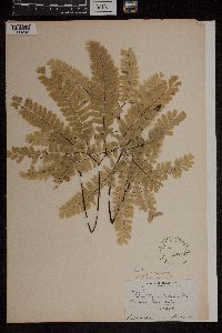 Adiantum pedatum image