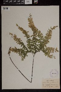 Adiantum pedatum image