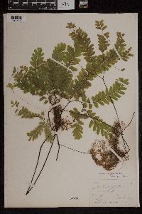 Adiantum pedatum image