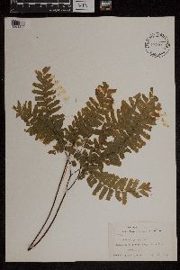 Adiantum pedatum image