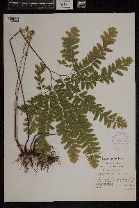 Adiantum pedatum image