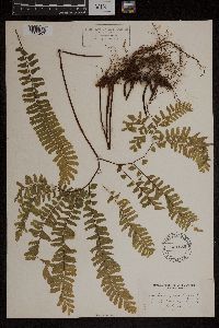 Adiantum pedatum image