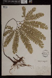 Adiantum pedatum image