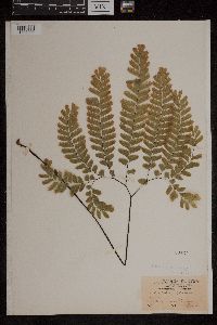 Adiantum pedatum image
