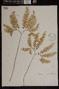 Adiantum pedatum image