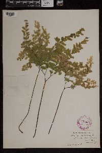 Adiantum pedatum image