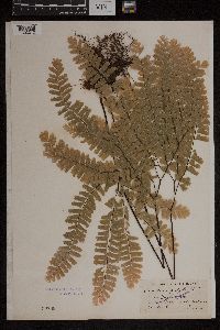 Adiantum pedatum image