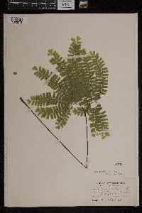 Adiantum pedatum image