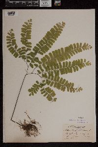 Adiantum pedatum image