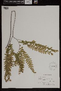 Adiantum pedatum image