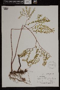 Adiantum pedatum image