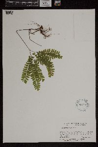 Adiantum pedatum image