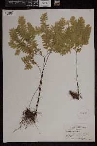 Adiantum pedatum image