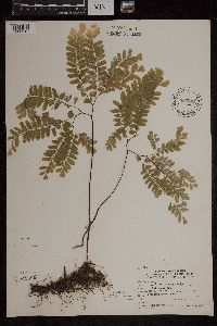 Adiantum pedatum image