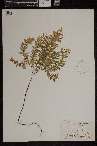 Adiantum pedatum image