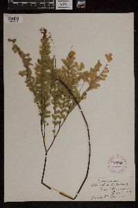 Adiantum pedatum image