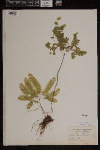 Adiantum pedatum image
