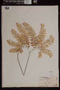 Adiantum pedatum image