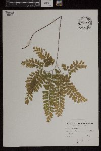 Adiantum pedatum image