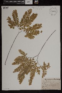 Adiantum pedatum image