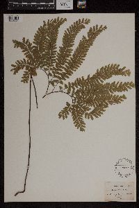Adiantum pedatum image