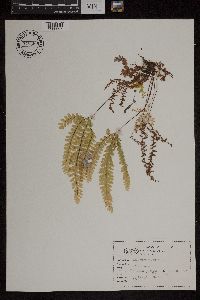 Adiantum pedatum image