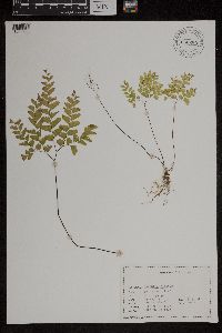 Adiantum pedatum image