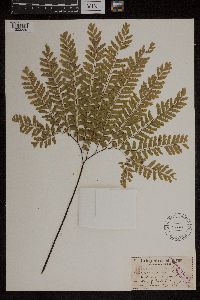 Adiantum pedatum image