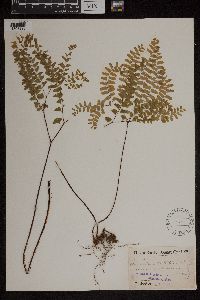 Adiantum pedatum image