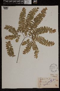 Adiantum pedatum image