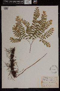 Adiantum pedatum image
