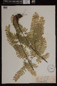 Adiantum pedatum image