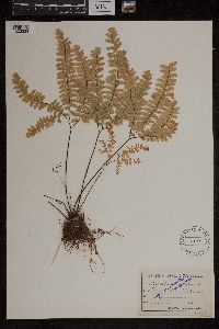 Adiantum pedatum image