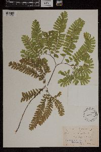 Adiantum pedatum image