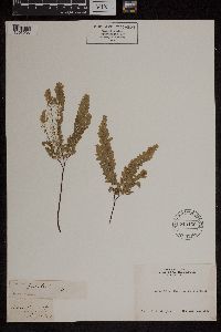 Adiantum pedatum image