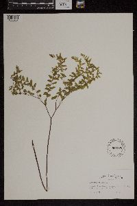 Adiantum pedatum image