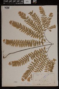 Adiantum pedatum image