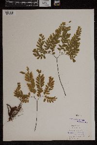 Adiantum pedatum image