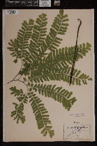 Adiantum pedatum image